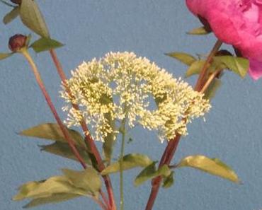 Friday-Flowerday – oder – Bestimmt die letzten Pfingstrosen