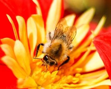 Tritt-nicht-auf-eine-Biene-Tag – der Don’t Step on a Bee Day in den USA