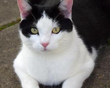 Neues von Jake und Elwood #10