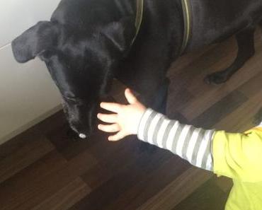 Durch Höhen und Tiefen… Mit dir an meiner Seite! Helden auf vier Pfoten (gesponserter Beitrag)