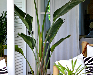 Urban Jungle Bloggers: Tropicool