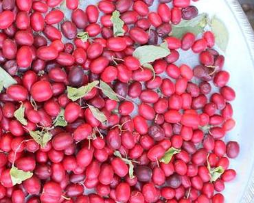 Kızılcık Marmeladı / Kornelkirschen Marmelade