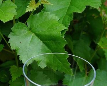 Der perfekte Gin und das Glas dazu