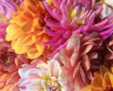 Friday-Flowerday – oder – Frisch aus dem Garten: Dahlien und Rosen