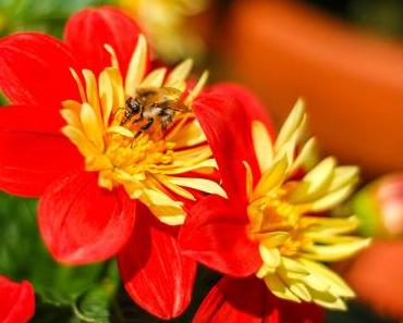 Tag der Honigbiene – der US-amerikanische National Honey Bee Day 2017