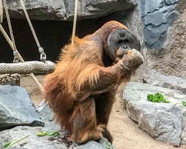 Internationaler Tag des Orang-Utans – International Orangutan Day