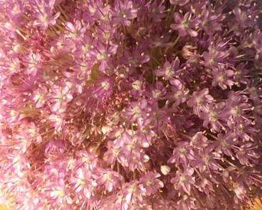 Friday – Flowerday – oder – Hundert lila Blütchen