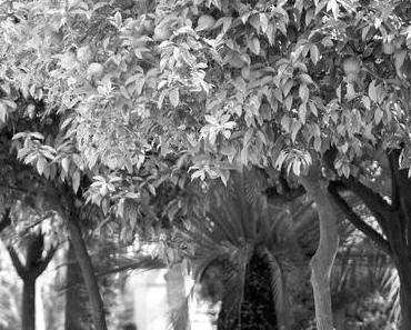Chatting under the Orange Tree