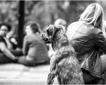 National Checkers Day oder der US-amerikanische Dogs in Politics Day