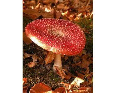 Erfahrungen sammelt man wie Pilze