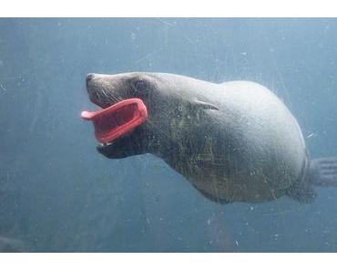 Ein Besuch im Zoo am Meer