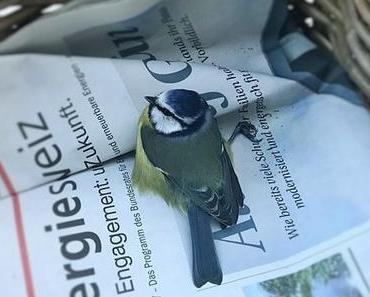 Verletzter Vogel gefunden: Wisst ihr, was ihr tun müsst?