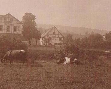 Alte Tierfotos: Fast vergessene Vierbeiner