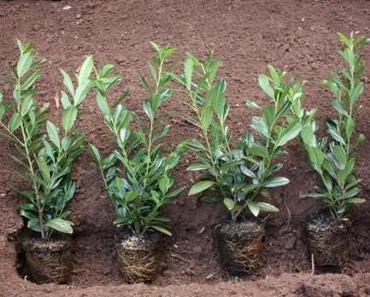 Anleitung zum Hecke pflanzen im Garten