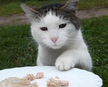 Maya testet "Köstliches für Katzen" -  Frischfleischfutter von FeliFine (Werbung)