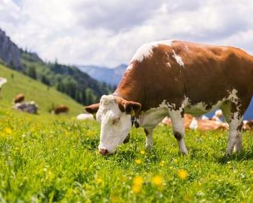 Warum ich „artgerechte Haltung“ nicht mehr hören kann