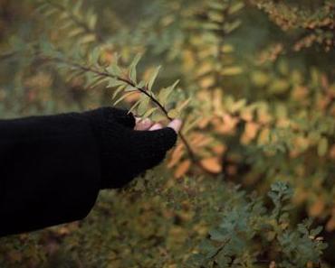 Herbstspaziergang – Die letzten Momente