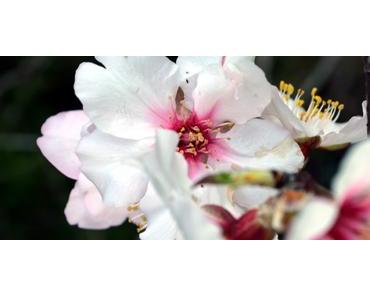 Mandelblüte 2018