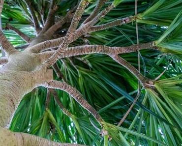 Richie´s Blick auf die Welt #Palmengarten #Frankfurt #MeineFrauistaufMesse