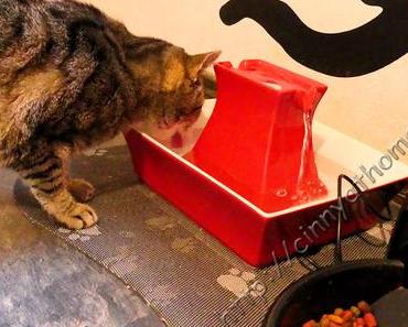 Dank dem Trinkbrunnen Pagode von PetSafe trinken meine Katzen nun genug #Drinkwell #Haustier #Trinkenistwichtig