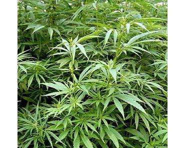 Heute ist Cannabis-Tag im Parlament