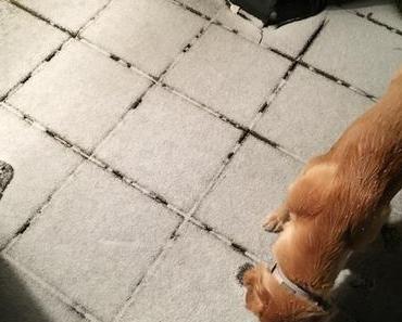 Von Sonnenschein und Frühjahrsputz {Wochenende in Bildern}