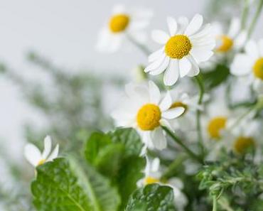 #natureknowsbest: Kräuter zum Trinken + nützliches Naturheilkunde Wissen dank der Pascoe Akademie