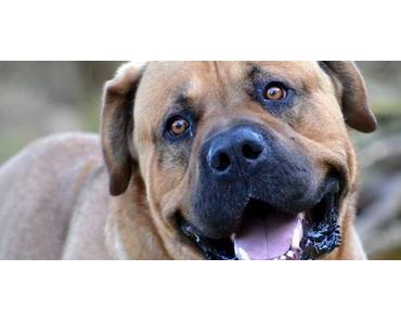 Strände & Buchten mit dem Hund erkunden