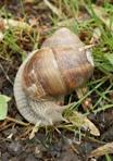Weinbergschnecke