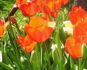 Der Lenz ist da... und Bella auch!