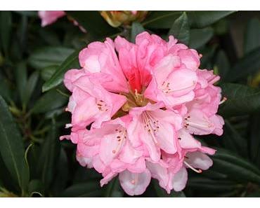 Die Schönheit der Welt prägt unsere Erinnerungen