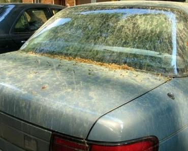 Die Pollenplage auf den Autos