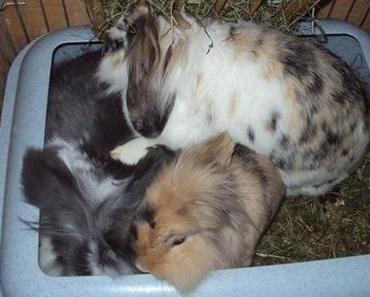 Wofür eigentlich das große Gehege? ;-) Teil 2