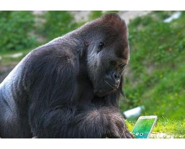 Gorilla-Glas 6 übersteht 15 Abstürze