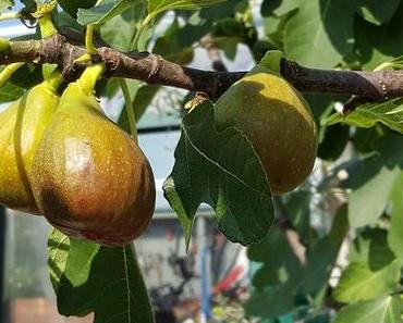 Saison für Feigen: Feigen-Orangen-Marmelade