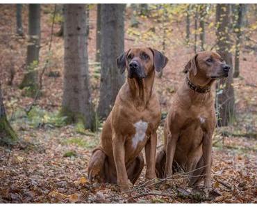 6 Jahre HundeReisenMehr und 3 Fotopreise gewinnen