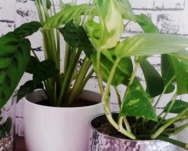 [Minimalistischer leben] – Von pflegeleichten Zimmerpflanzen, für die man keinen grünen Daumen benötigt.