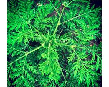 Artemisia annua - die Heilpflanze aus Asien