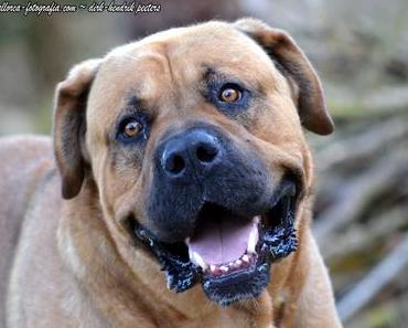 Endgültige Schließung der Hundestaffel der Policia Local de Palma