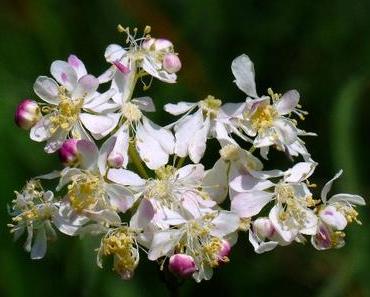 Mädesüß – eine beinahe vergessene Pflanze