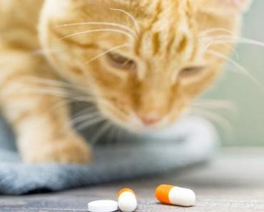 So gibst du deiner Katze eine Tablette