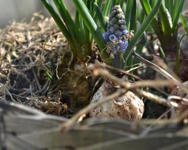 ... und dann ist plötzlich Frühling