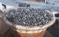 Unbekannte Früchte Südamerikas: Die Acai-Frucht