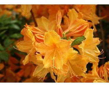 Wer nicht fragt, hat das Nein schon sicher!