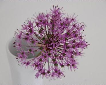 Allium - Lauch