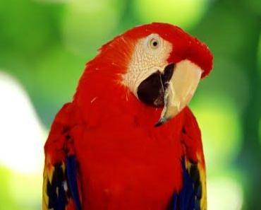 Der schlaue Papagei - Etwas zum Schmunzeln, denn Lachen ist gesund!