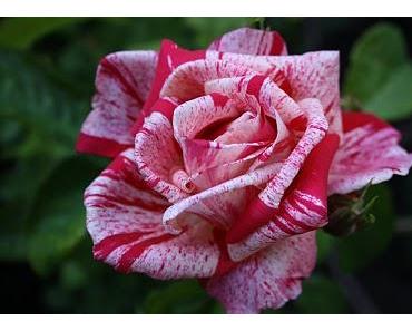 Baue einen Filter ein und du lernst, Dich zu beherrschen