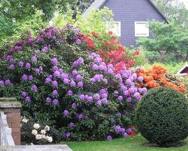 Schaut Euch diese Blumenpracht an ……