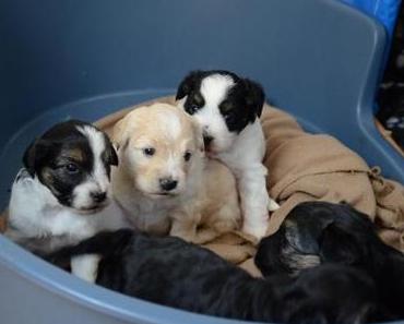 Bilder von Joschis Welpen