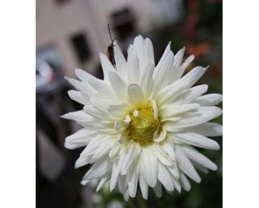 Ach, hätten wir uns doch mehr um ihn gekümmert!